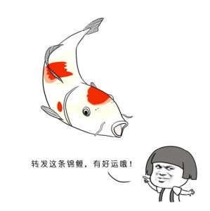 轉發(fā)錦鯉